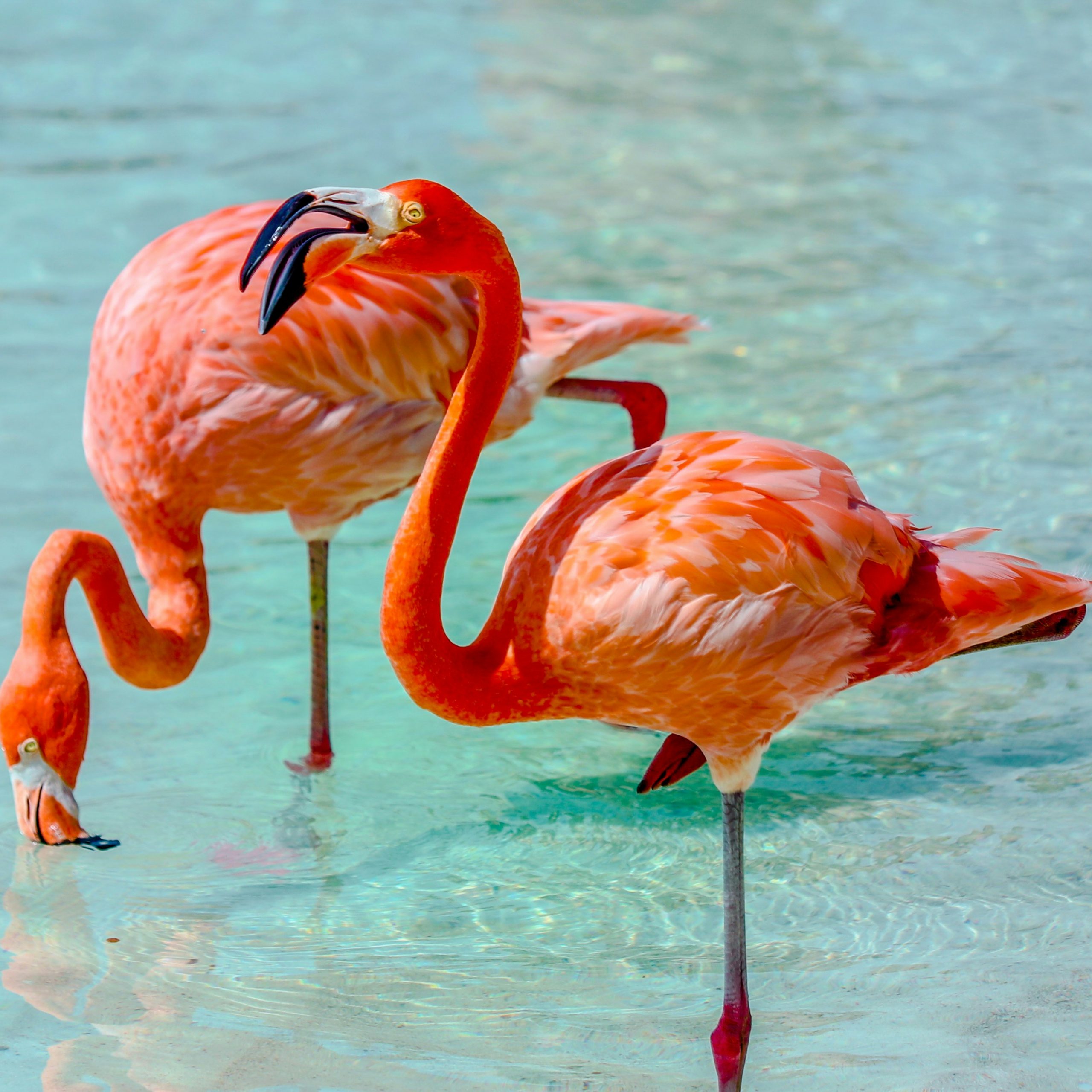 Aruba